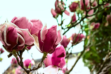 magnolias in spring