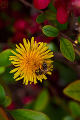 honey bee on a dandelion