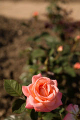Eine Rose für Verliebte