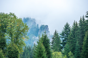 mist rising from valleys in forest in slovakia Tatra mountains