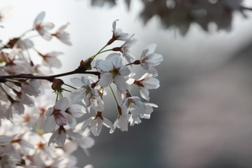 White and pink blossom flowers at the prunus tree in the sun in Nieuwerkerk aan den IJssel