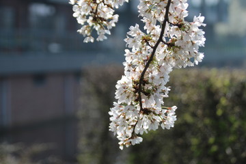 White and pink blossom flowers at the prunus tree in the sun in Nieuwerkerk aan den IJssel