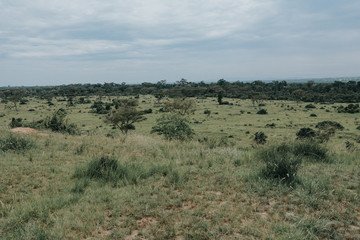 Fototapeta na wymiar Landscape in Serengeti