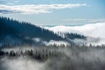 mist die oprijst uit valleien in het bos in het Tatra-gebergte van Slowakije