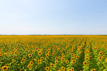 Aerial view of agricultural fields flowering oilseed. Field of sunflowers. Top view.