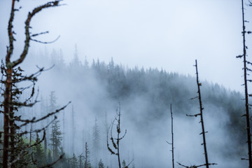 mist rising from valleys in forest in slovakia Tatra mountains