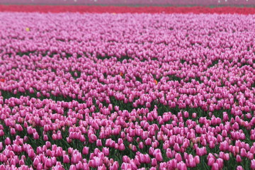 pink and red tulips in rows on  a flowerbulb field in Nieuwe-Tonge in the netherlands during springtime season
