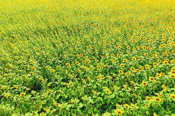Aerial view of agricultural fields flowering oilseed. Field of sunflowers. Top view.