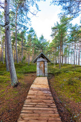 wooden boardwalk in wet forest