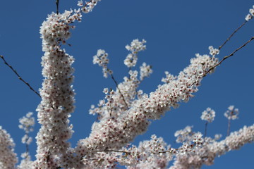 White and pink blossom flowers at the prunus tree in the sun in Nieuwerkerk aan den IJssel