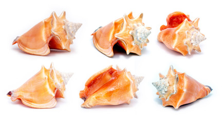 collection of various sea shells with white background