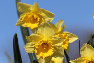 Daffodil or Narcissus flowers in yellow color during the springtime Season in Nieuwerkerk aan den IJssel