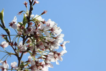 White and pink blossom flowers at the prunus tree in the sun in Nieuwerkerk aan den IJssel