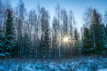 sunny day in forest in snowy winter time