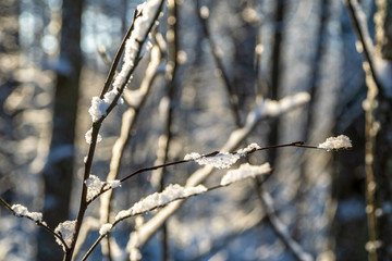 sunny day in forest in snowy winter time