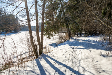 sunny day in forest in snowy winter time
