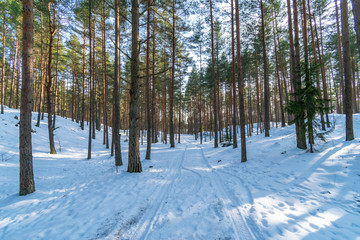 sunny day in forest in snowy winter time