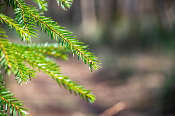 young spruce tree in spring day on blur background