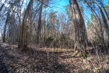 fisheye lens distorted view of forest in sunny spring day