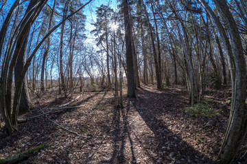 Naklejka premium fisheye lens distorted view of forest in sunny spring day