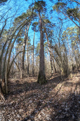fisheye lens distorted view of forest in sunny spring day
