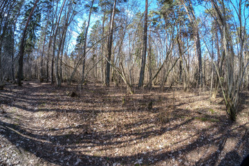 fisheye lens distorted view of forest in sunny spring day