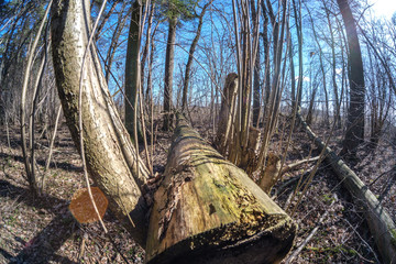 fisheye lens distorted view of forest in sunny spring day