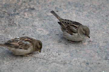 pair of sparrows