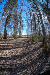 fisheye lens distorted view of forest in sunny spring day