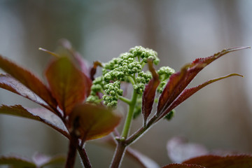Red elderberry (Sambucus racemosa)