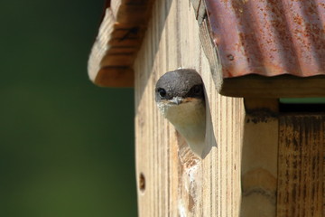 A Tree Swallow nestling waits to be fed by a parent bird.