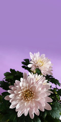Fototapeta premium Pink aster flower on purple background. Copy space for text.