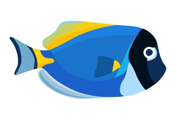 Powder blue tang fish. Acanthurus surgeon fish icon