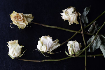 Dried white roses on a dark background close up