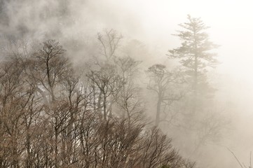 煙る山林
