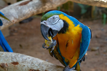 blue and yellow macaw