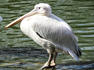 white pelican in the water
