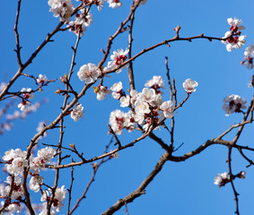 apricot branch with white blooming flowers
