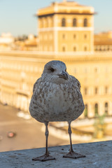 A large sea gull sits on the parapet against the background of attractions in Rome, Italy