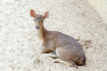 deer in zoo