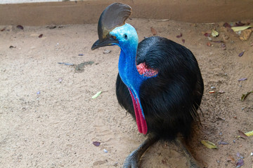 Casuarius casuarius in the zoo