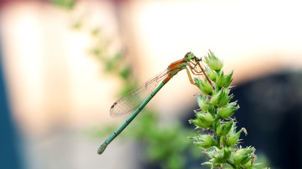 Damselfly eating damselfly.