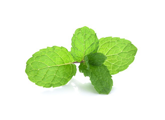 Mint leaf green plants isolated on white background