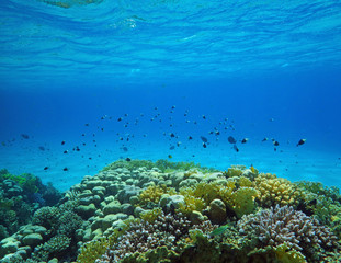 Fototapeta na wymiar Underwater world with coral and tropical fish, coral reef life, colorful corals, landscape 