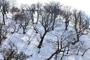 Fototapeta na wymiar 雪の丹沢山山頂