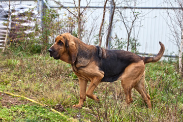 Dog breed bloodhound goes along the fence on nature