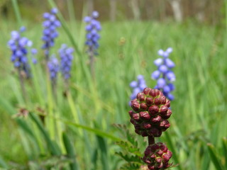 Blume Frühling Sommer Gras Wiese