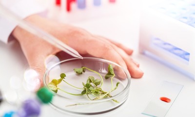 Examine floral samples over microscope, taking sample