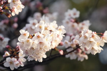 Obraz premium 桜