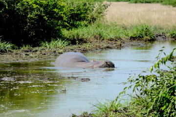 Fototapeta premium Hyppo in Lake of Queens Elizabeth in Uganda
